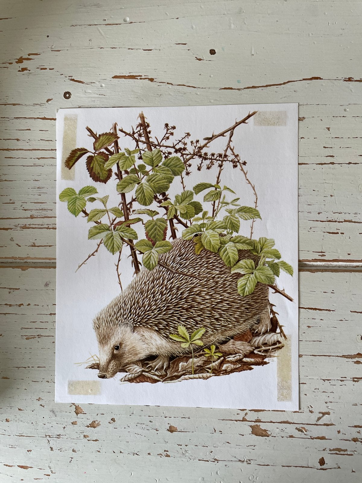 Vintage egel print - Zoogdieren uit Europa, Ophalen of Verzenden, Print, Prent