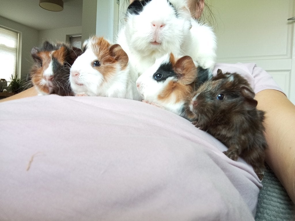cavia, Dieren en Toebehoren, Cavia, Tam, Juli, Geslacht onbekend