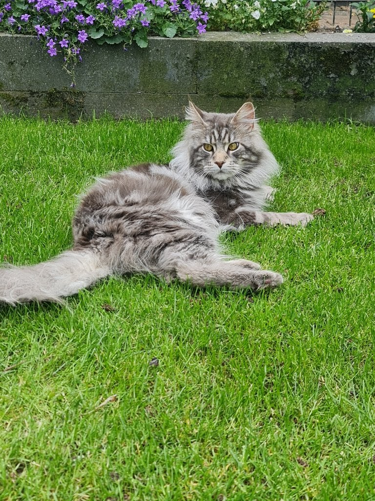 Maine Coon polydactyl  Kater 25-11-2024 Met stamboom., Kater, Met stamboom, 0 tot 2 jaar