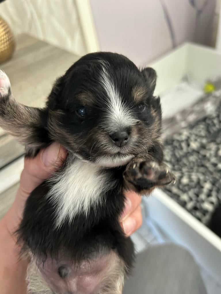REU pup  zie foto’s, Dieren en Toebehoren, Honden | Chihuahua's en Gezelschapshonden, Reu, Eén hond, Chihuahua, Nederland