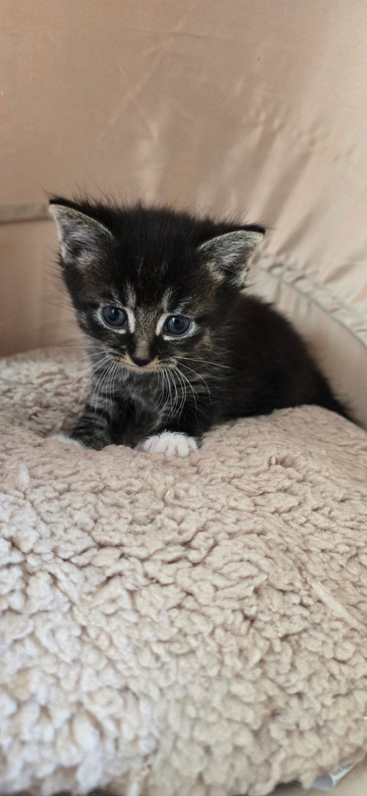 Kittens zoeken goed thuis., Meerdere dieren