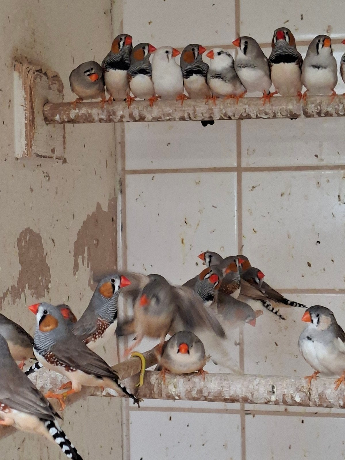 te koop div tropen, Meerdere dieren, Tropenvogel