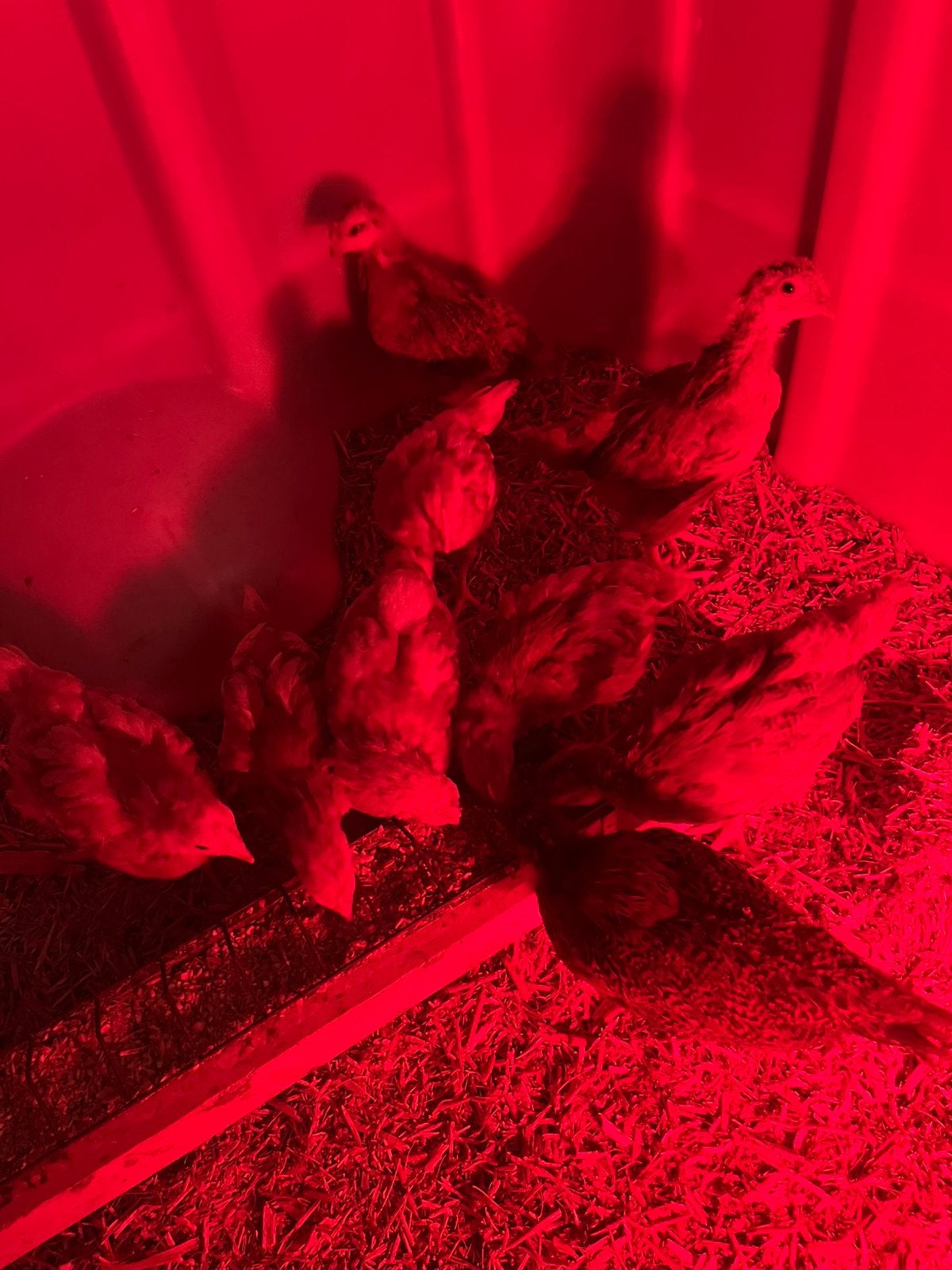 9 mooie kuikens van 5 week
