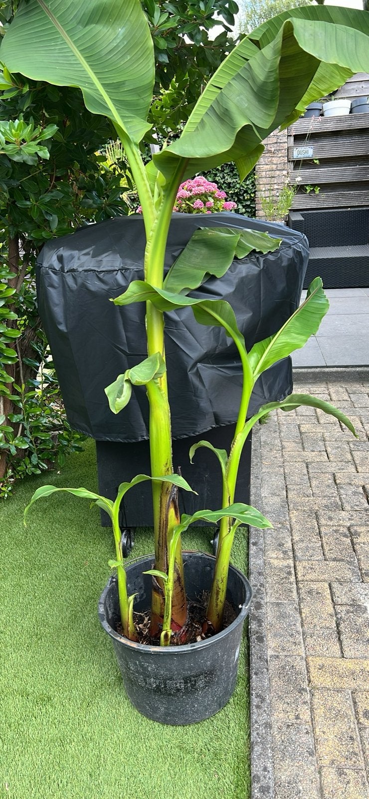 Bananenplanten 1 grote pol met 4 planten, Volle zon, Vaste plant, Zomer, Ophalen