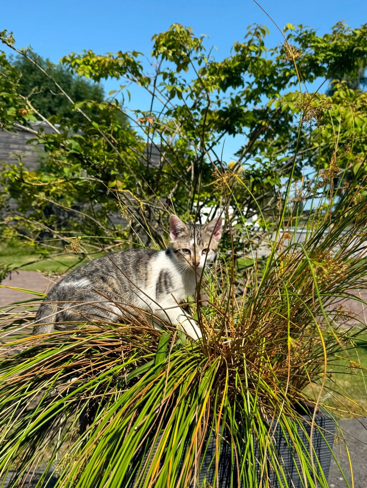 Jonge kittens zoeken met spoed nieuw huisje, Meerdere dieren, Kortharig, 0 tot 2 jaar
