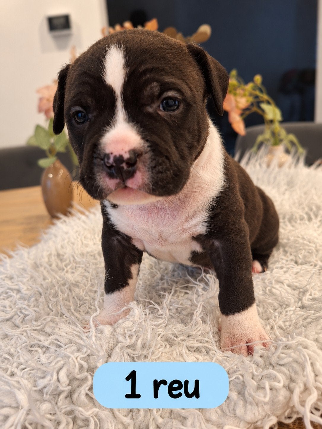 Amerikaanse Staffordshire Terrier-pups, België, Particulier, 8 tot 15 weken, American Staffordshire Terriër