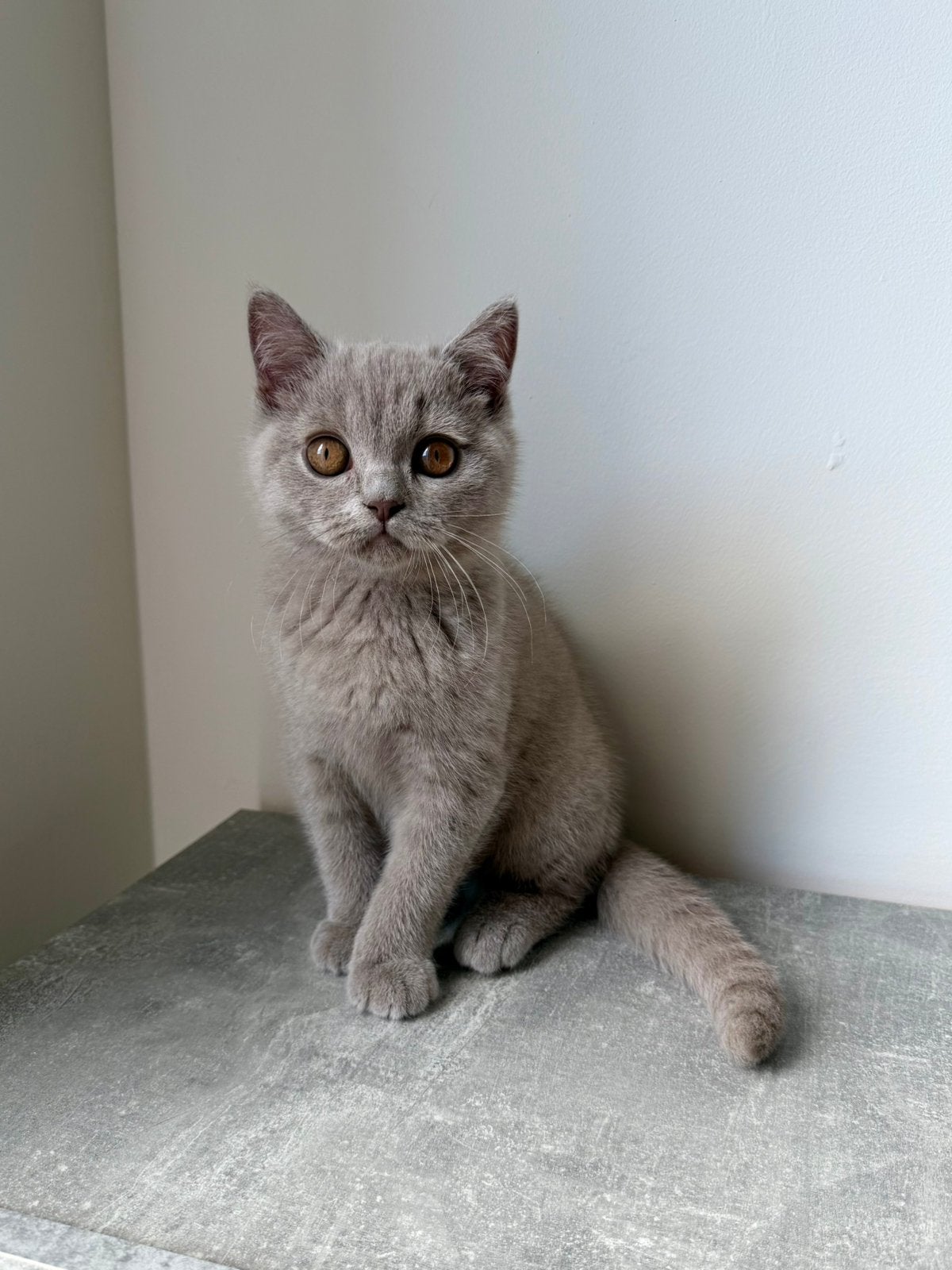 Te koop lief Britse korthaar katertje, Dieren en Toebehoren, Katten en Kittens | Raskatten | Korthaar, Kater, Ontwormd