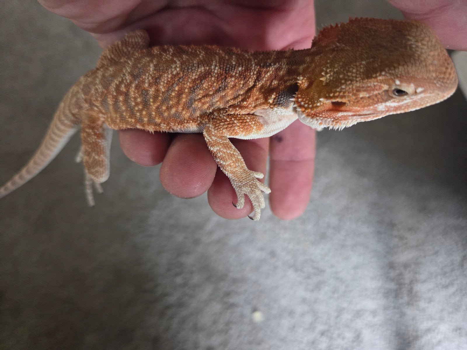Baardagaam Pogona Vitticeps Orange/Red Leatherback Tiger Bearded Dragon photo 2