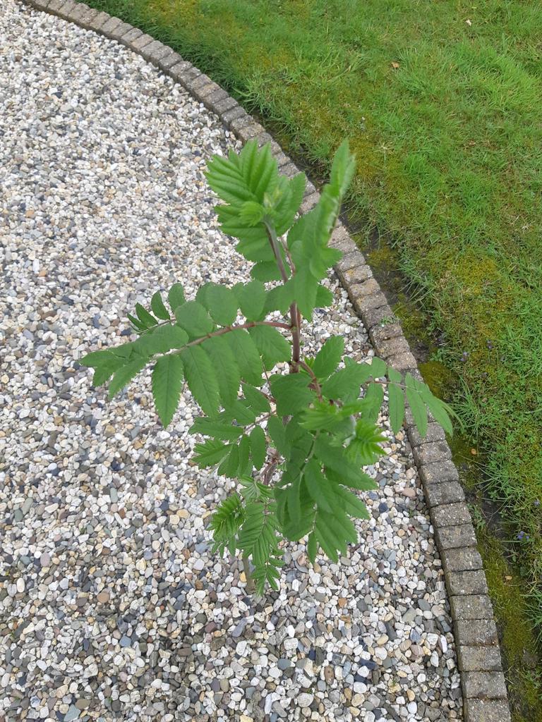 Diverse Jonge Aanplant voor een Houtwal, Tuin en Terras, Planten | Bomen, Ophalen, Volle zon, Overige soorten