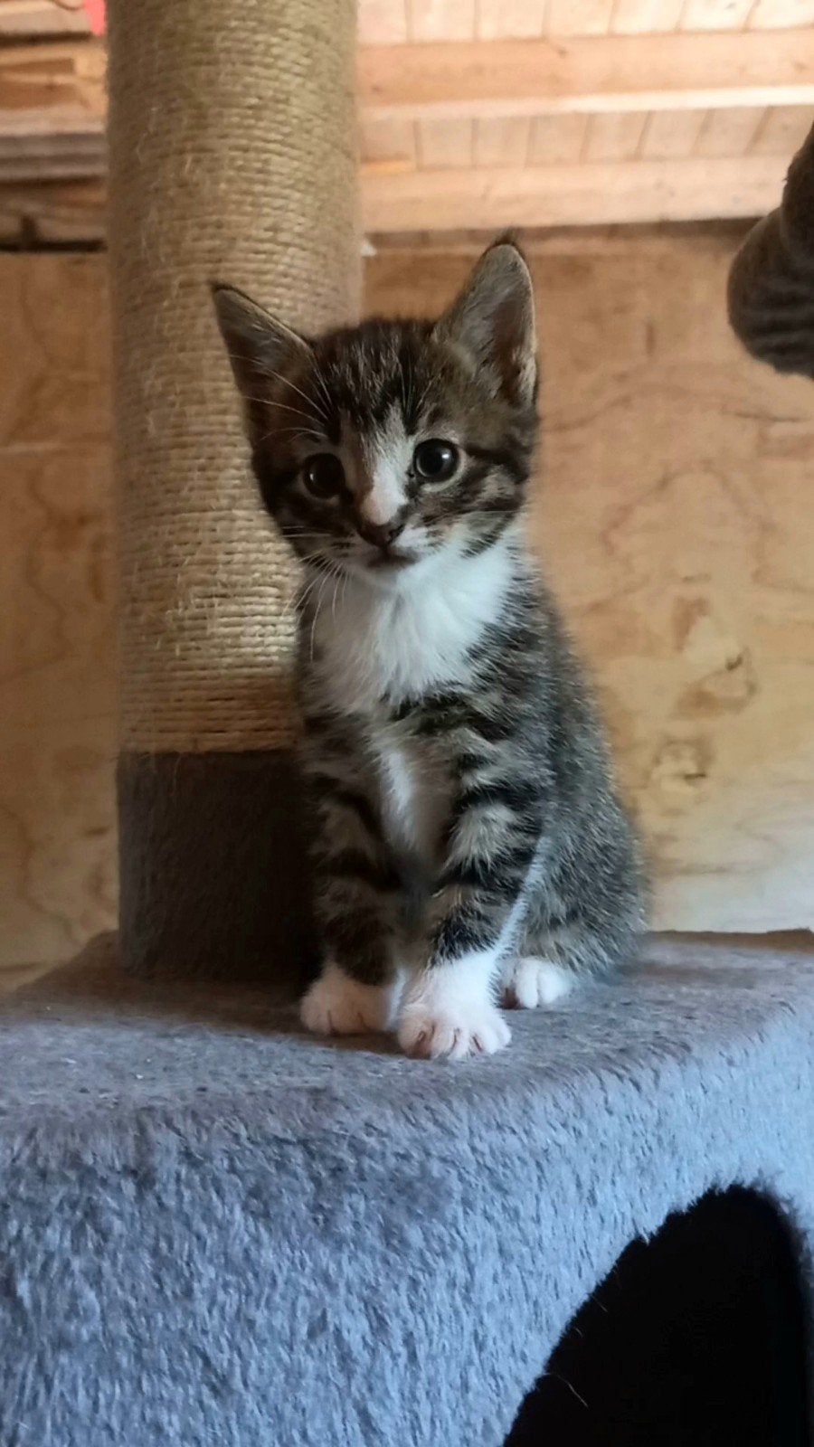 Lieve boerderijkittens te koop!, Dieren en Toebehoren, Katten en Kittens | Overige Katten, Meerdere dieren, Kortharig, 0 tot 2 jaar