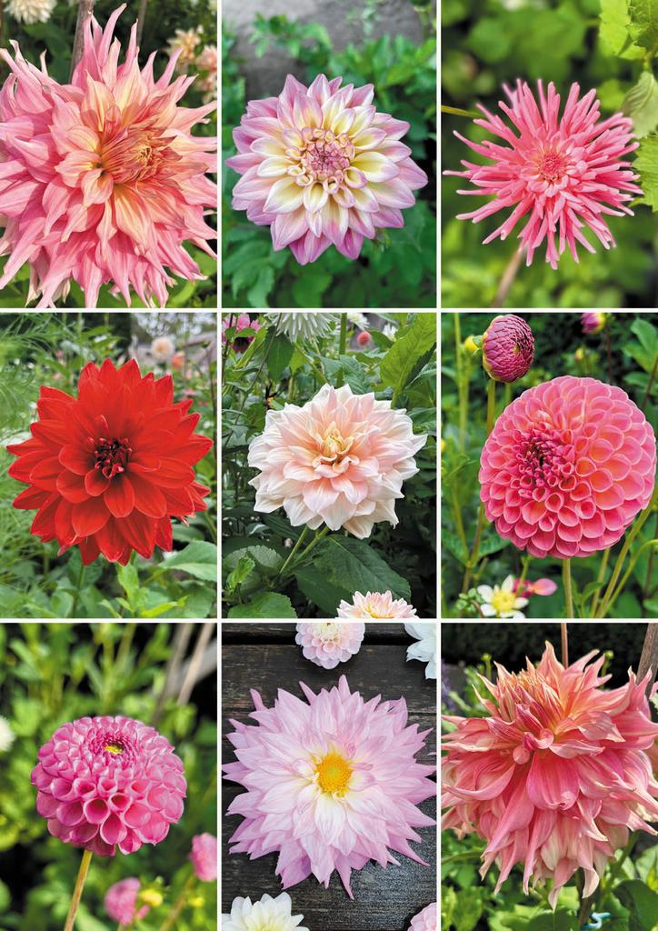 Dahlia planten uit een knol, Ophalen, Overige soorten, Volle zon