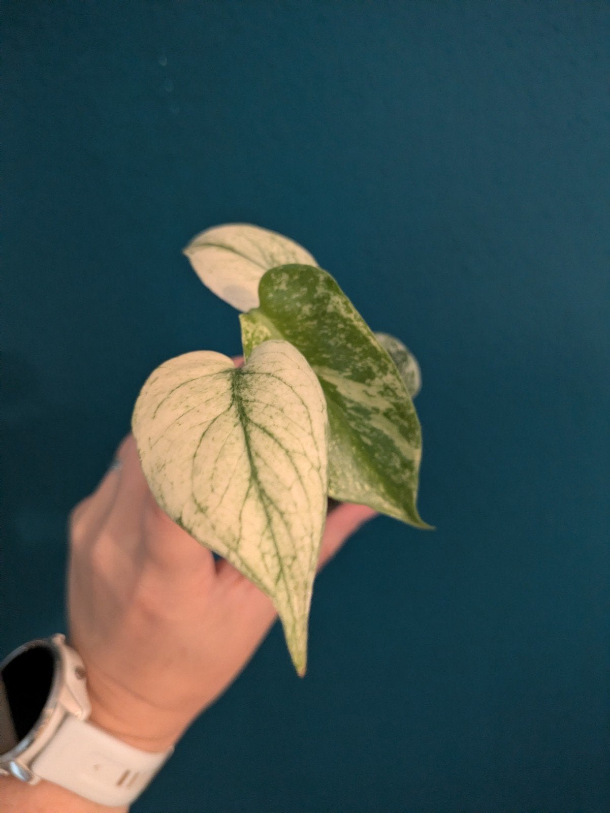 Monstera Deliciosa Mint zeldzaam, Verzenden, Halfschaduw, Minder dan 100 cm