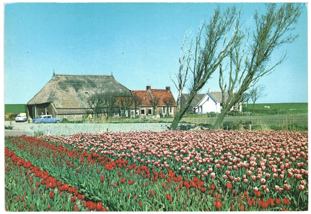 992273 Friesland 1971 Boerderij Nette oud kaart onbeschreven, Ophalen of Verzenden, 1960 tot 1980, Ongelopen, Friesland