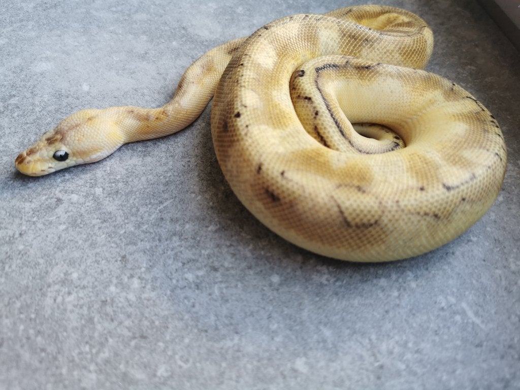 0.1 Champagne Enchi Pastel Koningspython Ball Python photo 4