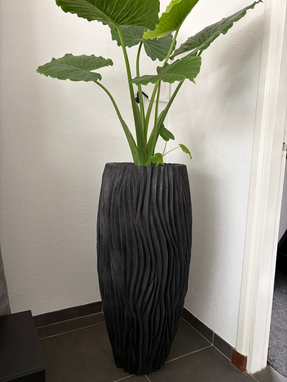 Stijlvolle Fiori pot, Ophalen, Overige soorten, Halfschaduw, In pot