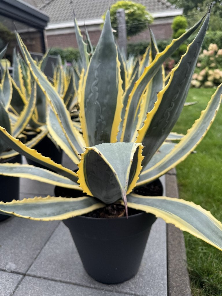 Super grote en mooie bonte Agave Americana 's, Tuin en Terras, Volle zon, Vaste plant, Bloeit niet, Ophalen