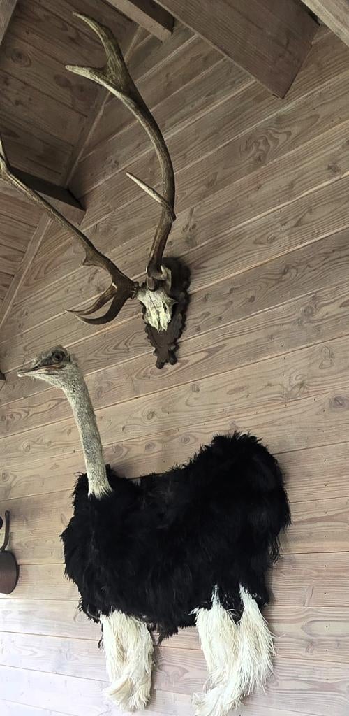 Unieke opgezette dieren en vogels nieuw, Verzamelen, Dierenverzamelingen, Ophalen of Verzenden, Nieuw, Vogel, Opgezet dier