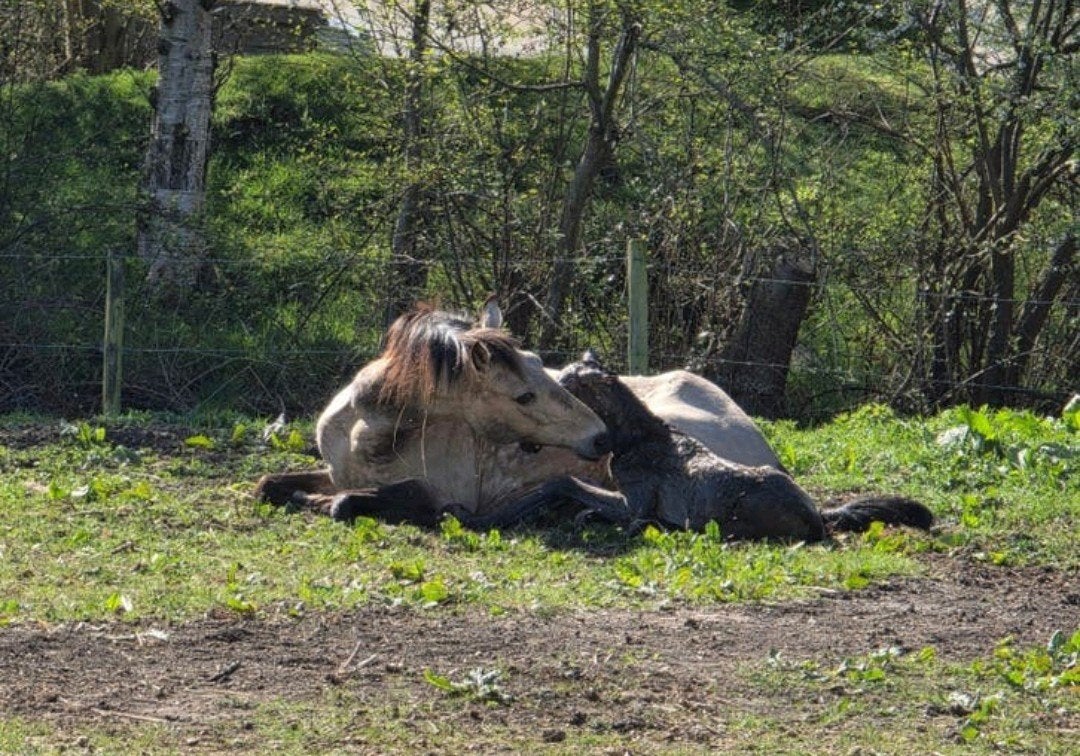 Zeer mooi veulen (Evita), Dieren en Toebehoren, Paarden, Merrie, Minder dan 160 cm, 0 tot 2 jaar, Onbeleerd