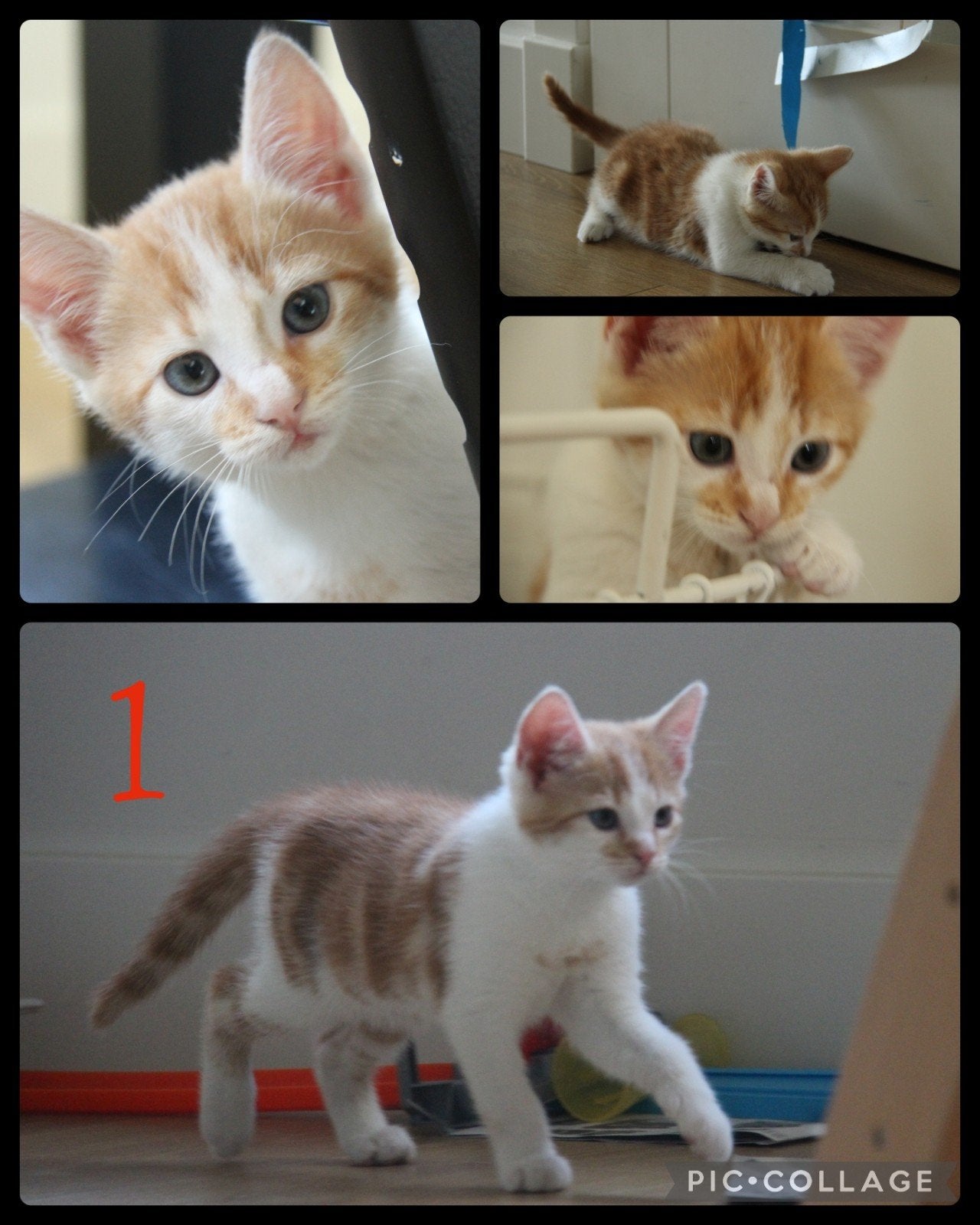 Schattige kittens!, Kater, Ontwormd, 0 tot 2 jaar