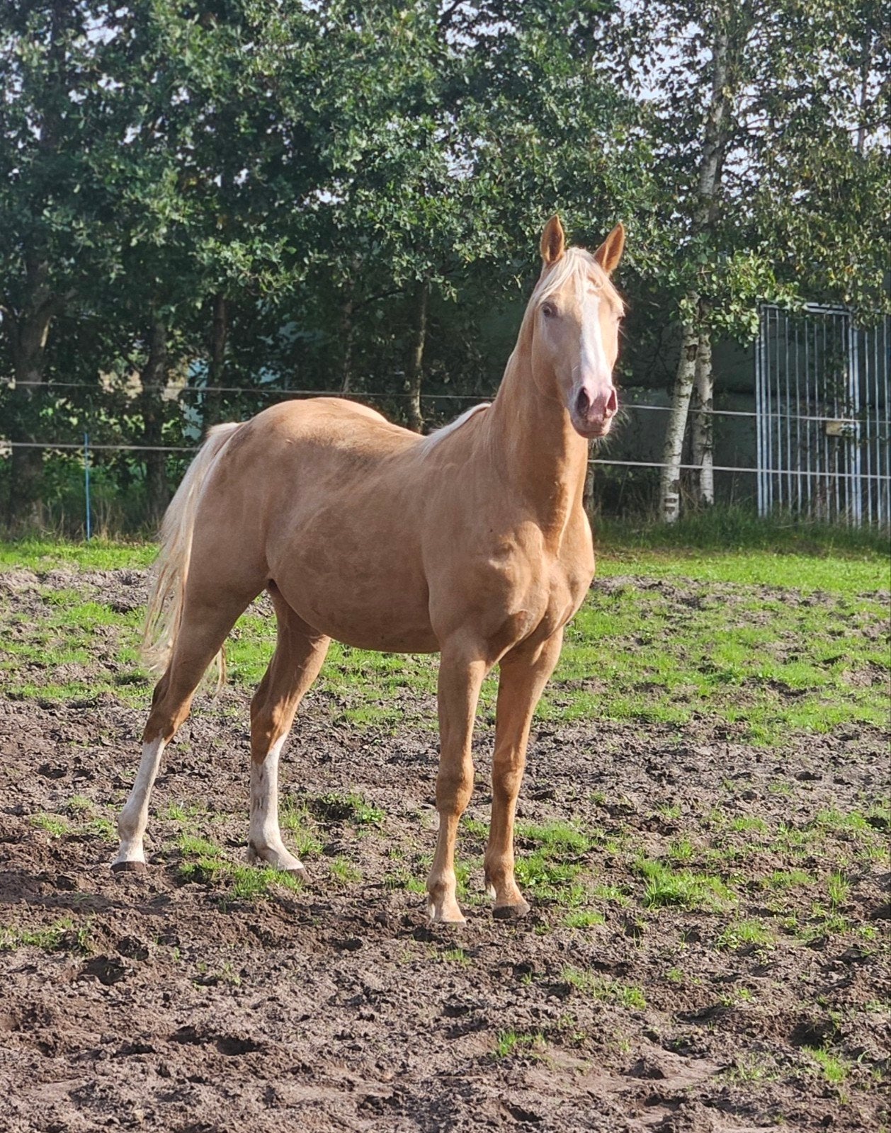 mooi champagne kleurige hengst, Dieren en Toebehoren, E pony (1.48m - 1.57m), Met stamboom, Dressuurpony, 0 tot 2 jaar