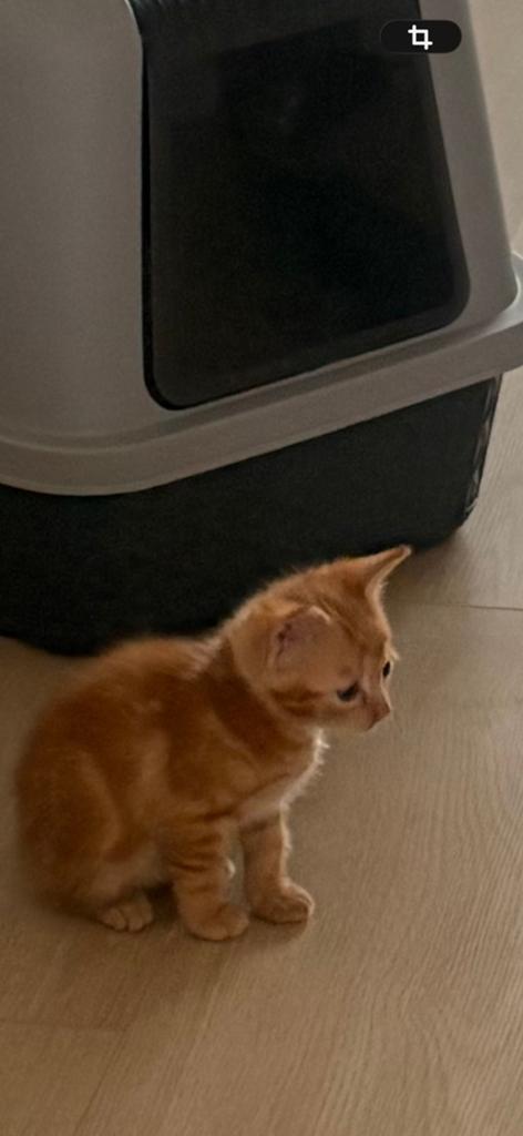 Kittens cyber en calico, Dieren en Toebehoren, Katten en Kittens | Overige Katten, Poes, Kortharig, 0 tot 2 jaar