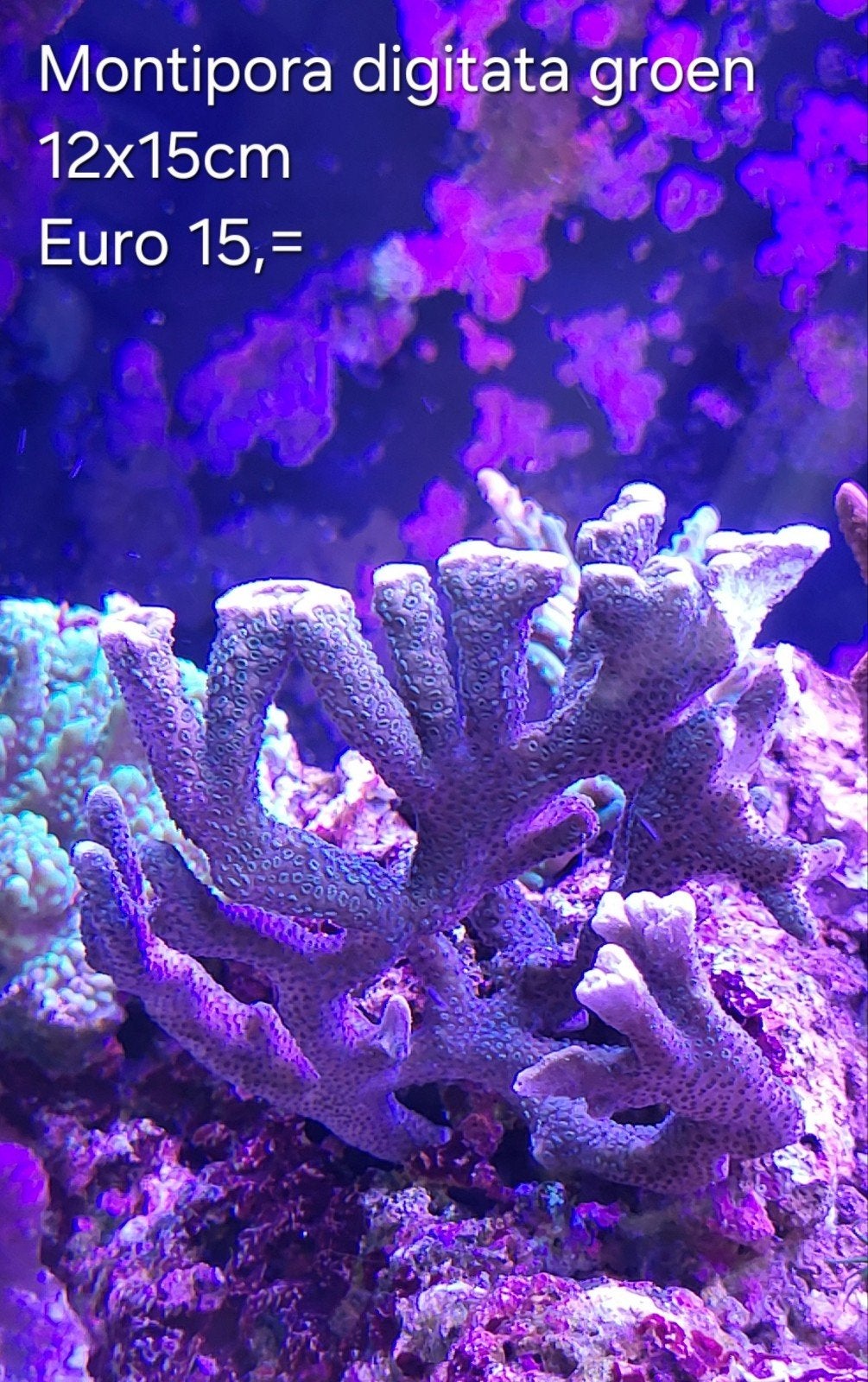 Montipora digitata groen, Overige typen