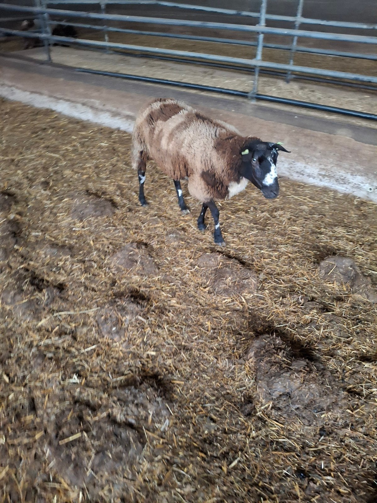 11 oude schapen, Vrouwelijk, Schaap