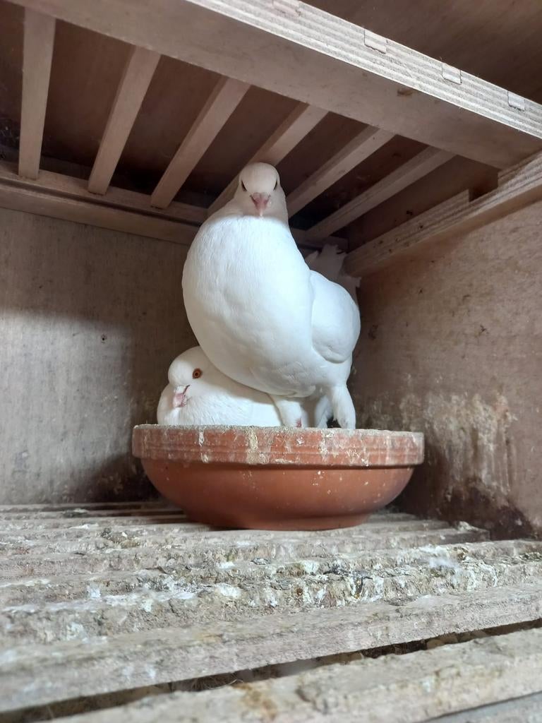 Duitse modena, Meerdere dieren, Overige soorten