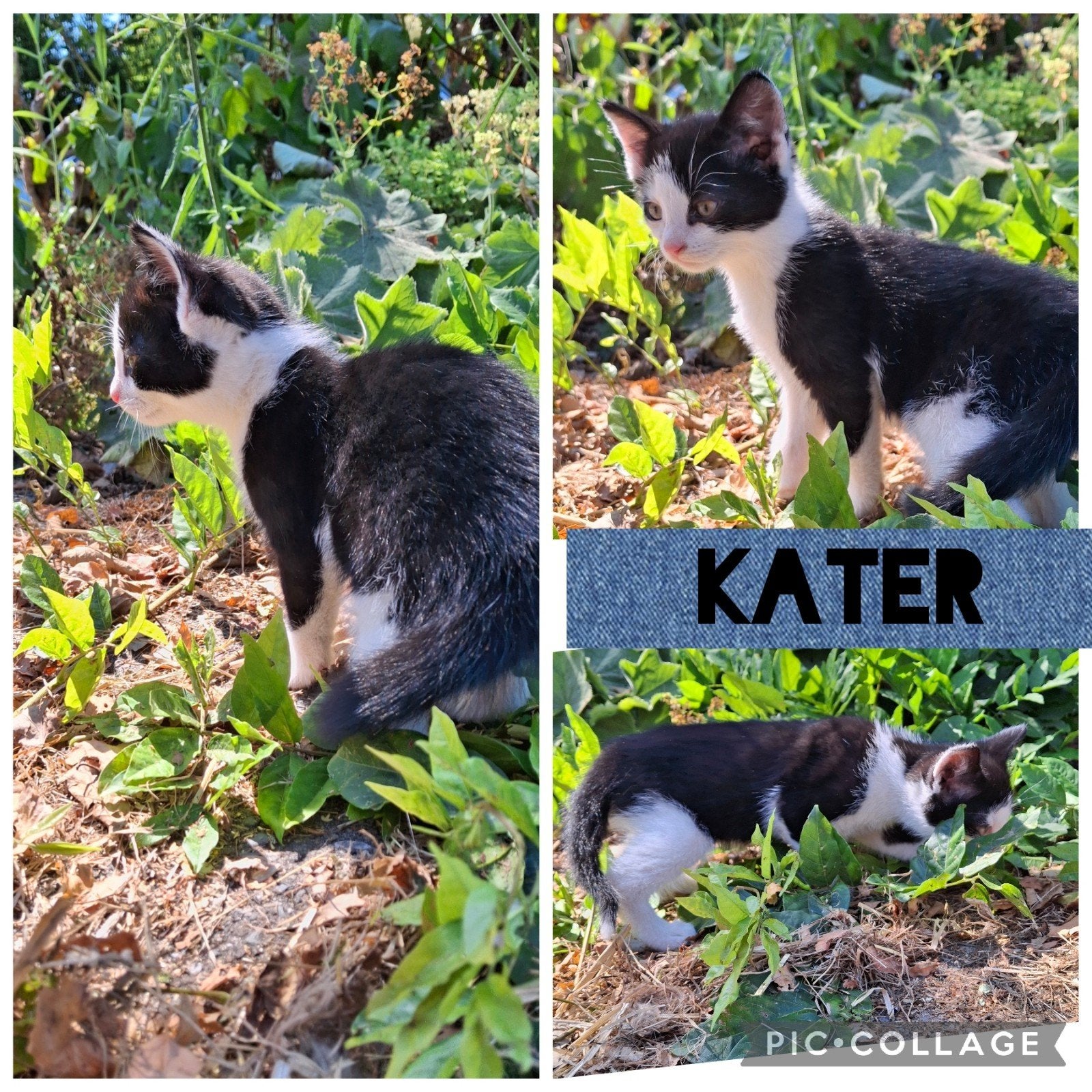 jonge ( boerderij )  kittens te koop, Meerdere dieren, Kortharig, 0 tot 2 jaar
