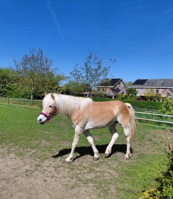 3 jarige sporthaflinger merrie, Dieren en Toebehoren, Paarden, Merrie, Minder dan 160 cm, Met stamboom, 3 tot 6 jaar