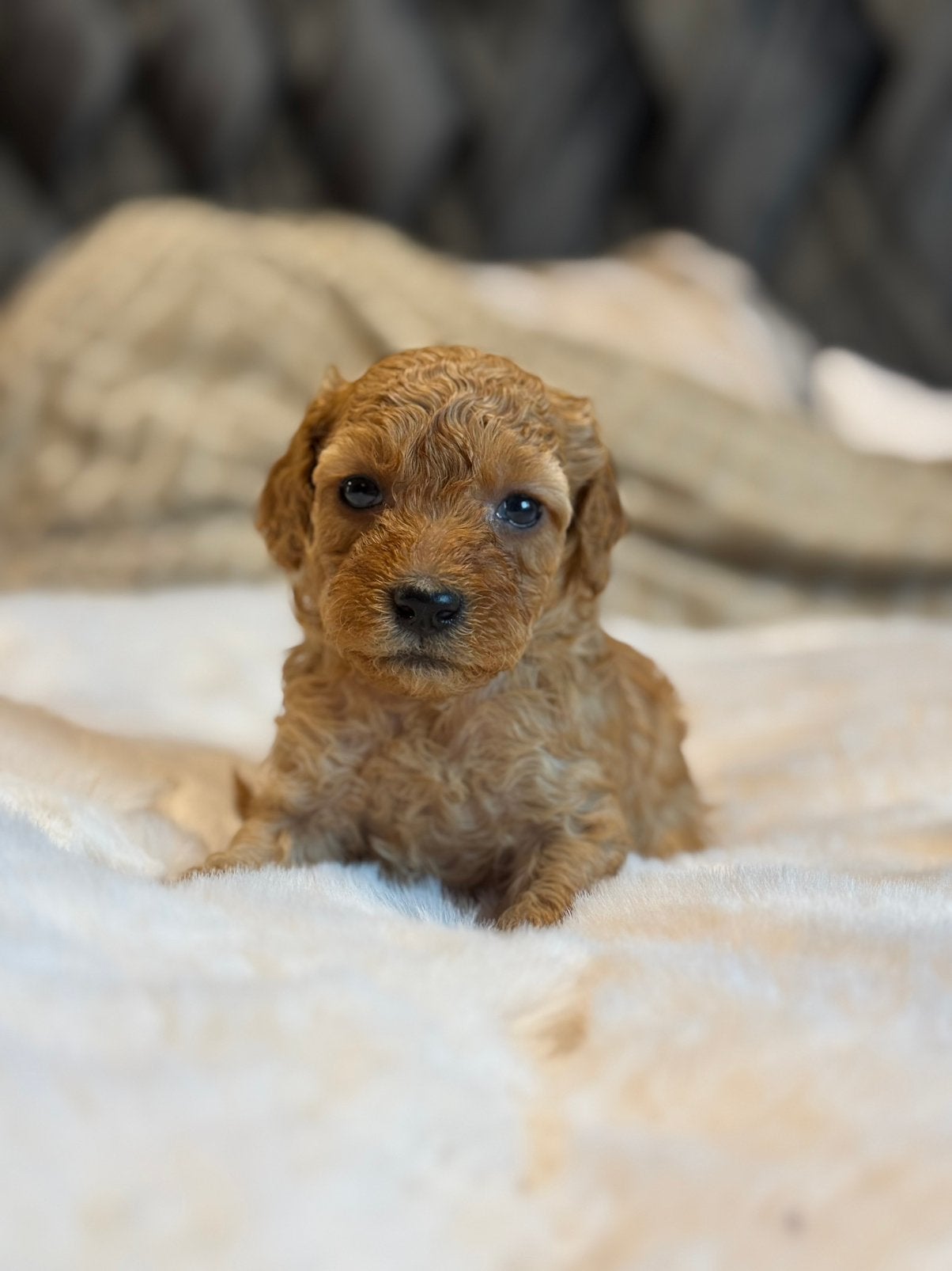 Hele mooie mini labradoodle pups, Dieren en Toebehoren, Overige rassen, CDV (hondenziekte), 8 tot 15 weken, Meerdere