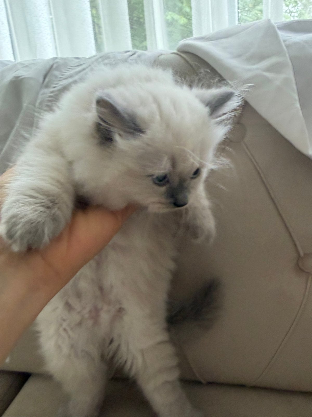 Ragdoll kittens, Dieren en Toebehoren, Meerdere dieren
