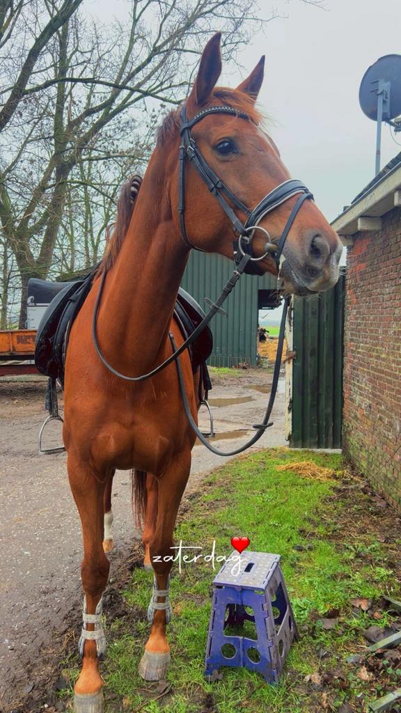 Te koop: Voskleurige merrie – Dreamboy x Houston, Merrie, Dressuurpaard, 7 tot 10 jaar, 165 tot 170 cm