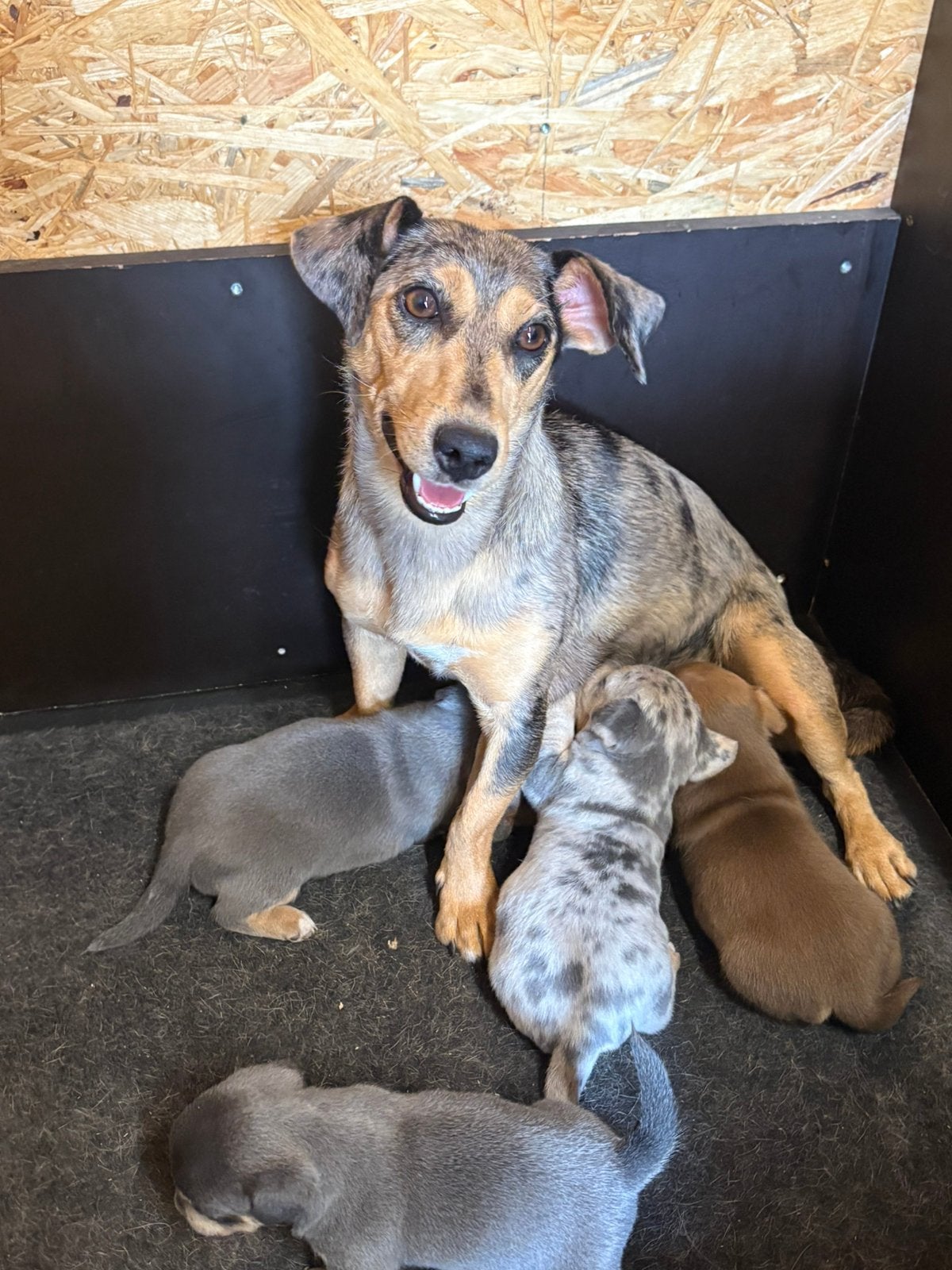 Jack russel pups, Jack Russell Terriër, 8 tot 15 weken, Parvo, Meerdere