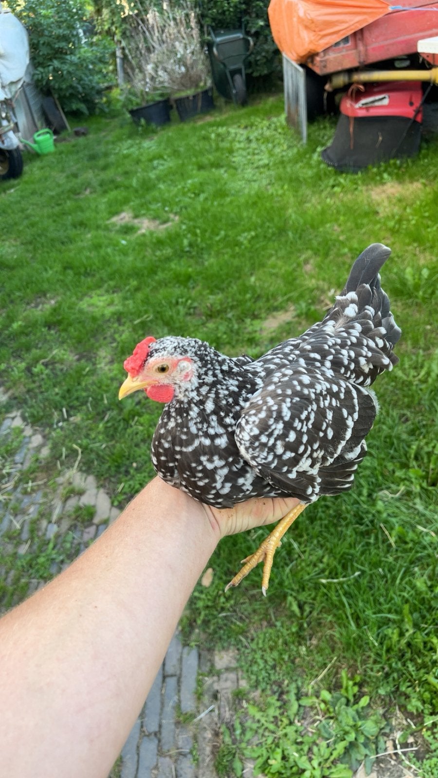 Acona kriel hennen en hanen, Dieren en Toebehoren, Pluimvee, Meerdere dieren, Kip