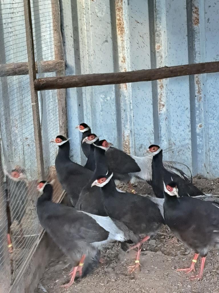Div.soorten Duiven-Kippen-Eenden-Ganzen-Fazanten-Pauwen,ect., Dieren en Toebehoren, Pluimvee, Meerdere dieren, Overige soorten