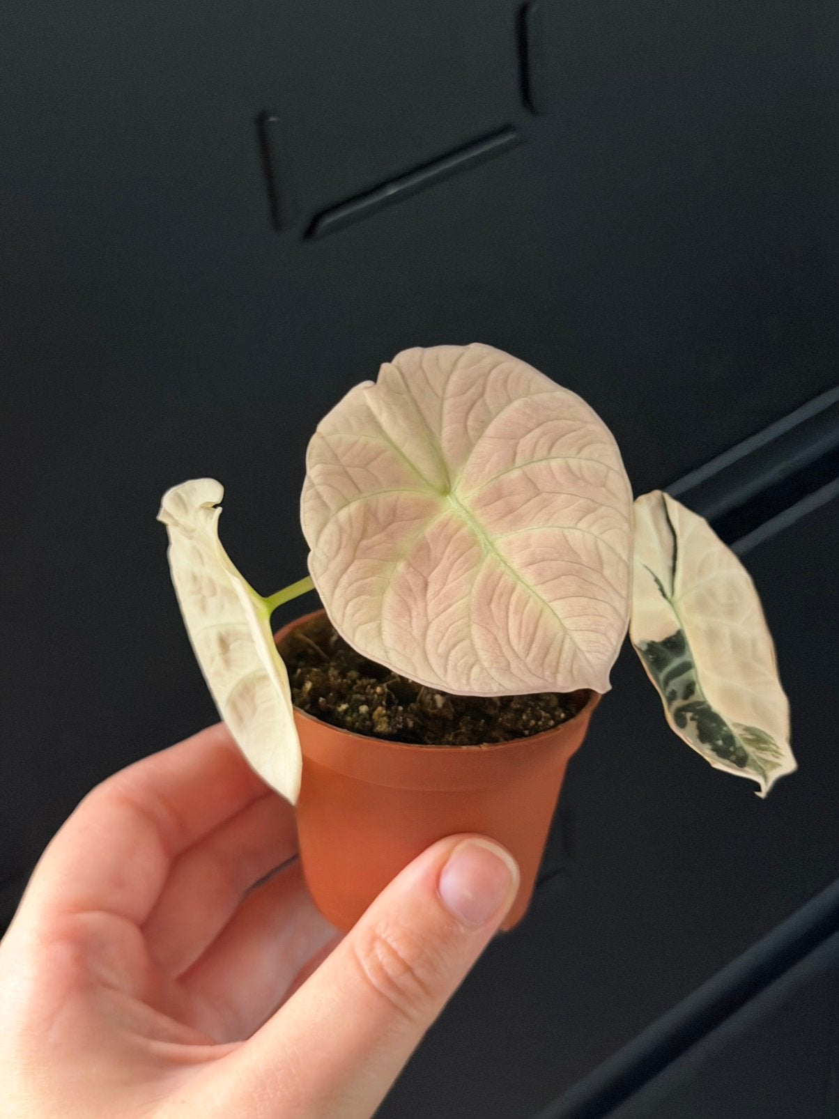 Alocasia Black velvet Pink (full moon), In pot, Minder dan 100 cm, Groene kamerplant, Halfschaduw