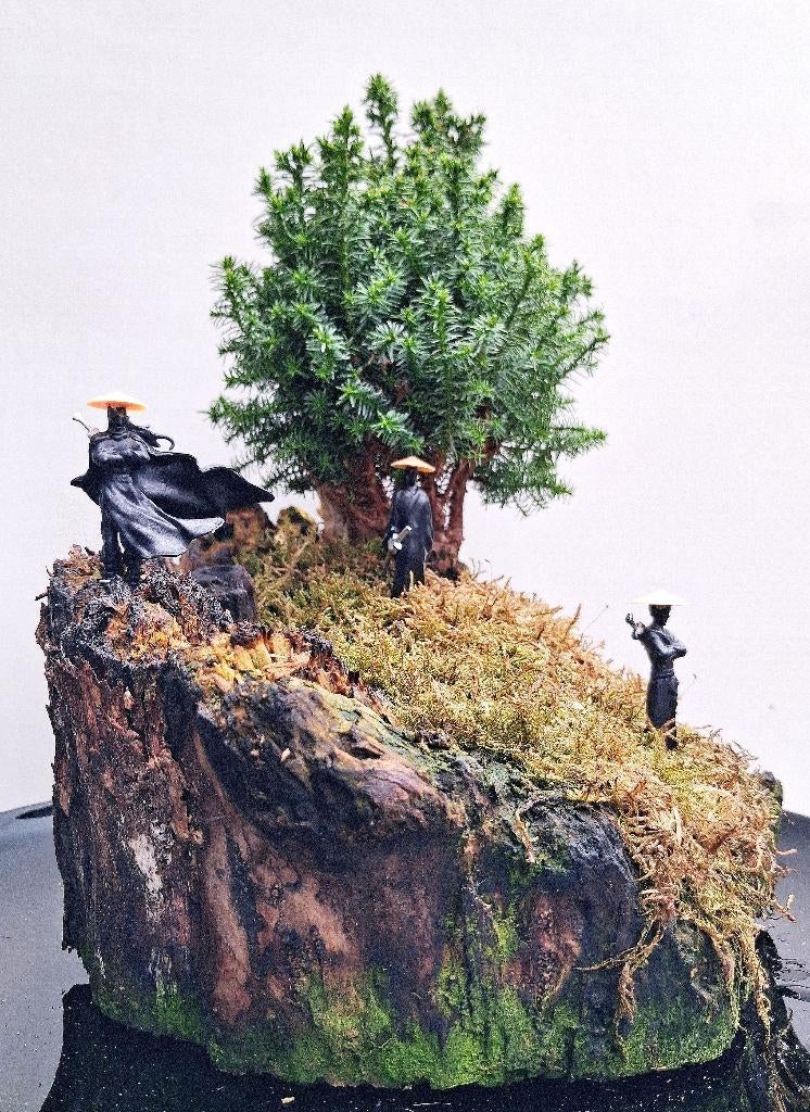 Bonsai Chamaecyparis Thyoide Landschap- Conifeer- 30 Cm Hoog, Tuin en Terras, In pot, Bloeit niet, Halfschaduw, Minder dan 100 cm