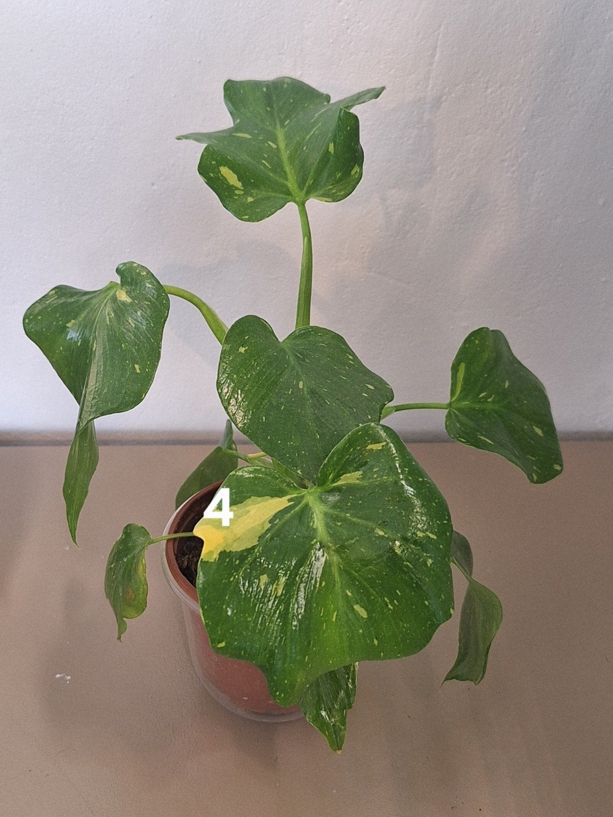 Philodendron Warszewiczii Tricolor Variegata, Huis en Inrichting, Verzenden, Halfschaduw, Minder dan 100 cm