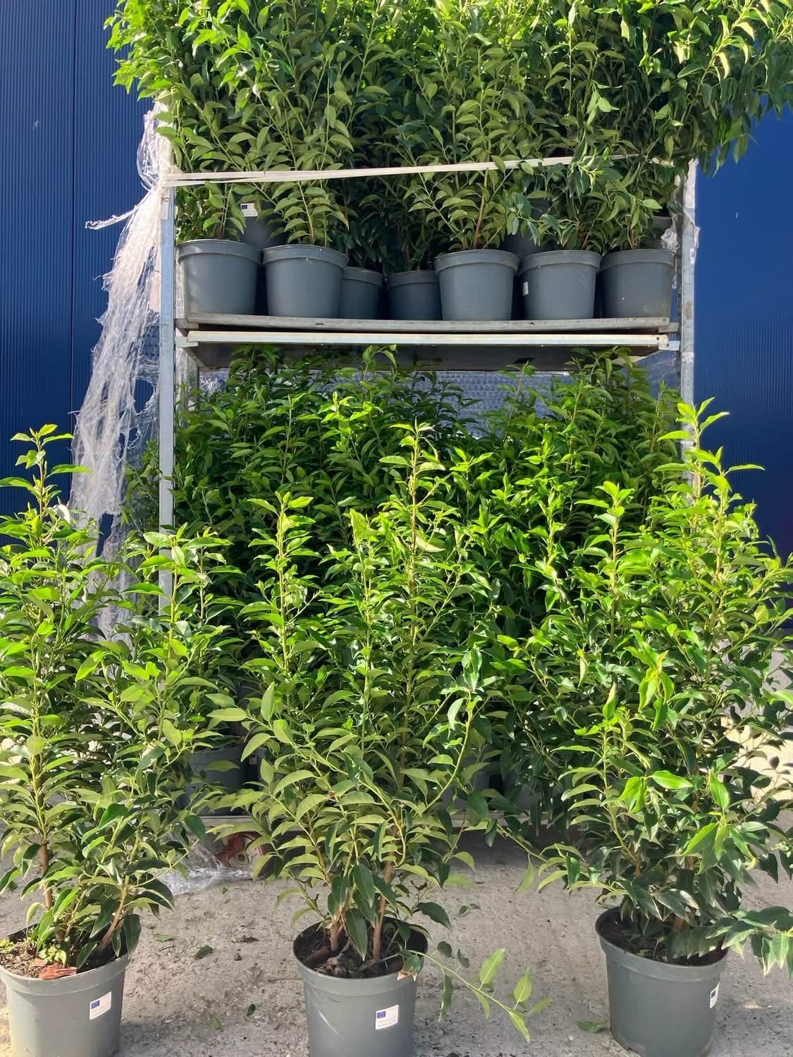 Haagplanten Actie: Buxusvervanger, Taxus, Portugese Laurier, Overige soorten, Vaste plant, Ophalen of Verzenden, Bloeit niet