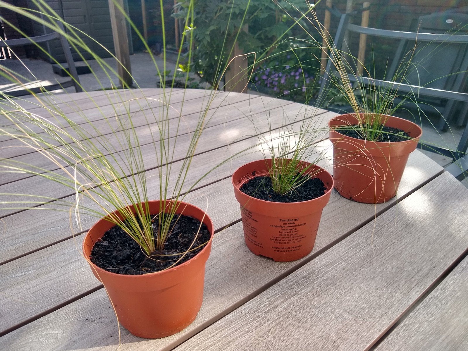 Vedergras planten - stevige wortels Stipa  Ponytails, Ophalen of Verzenden, Overige soorten, Volle zon