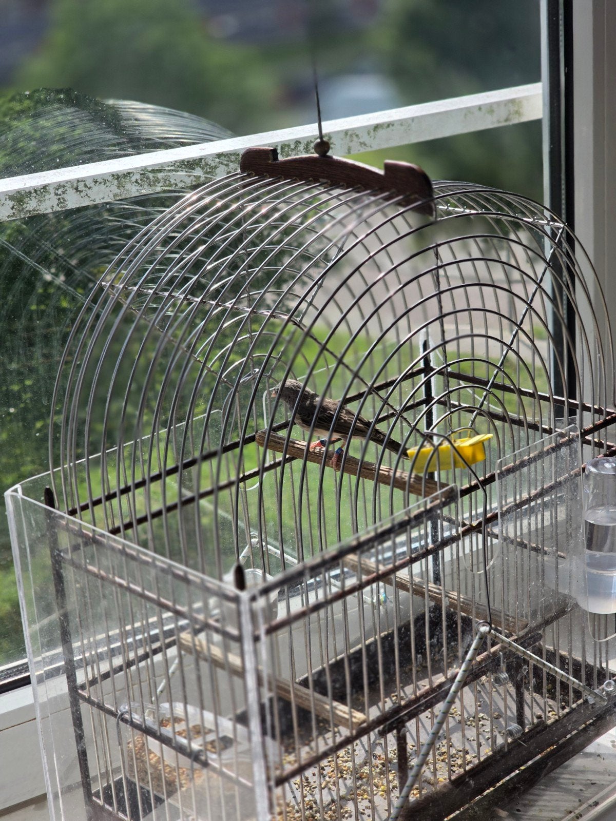 Edelzanger Man geringd Prachtige zanger, Mannelijk, Tropenvogel, Geringd
