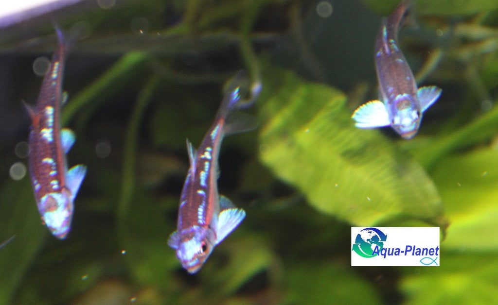 Rainbowshiners, Overige soorten