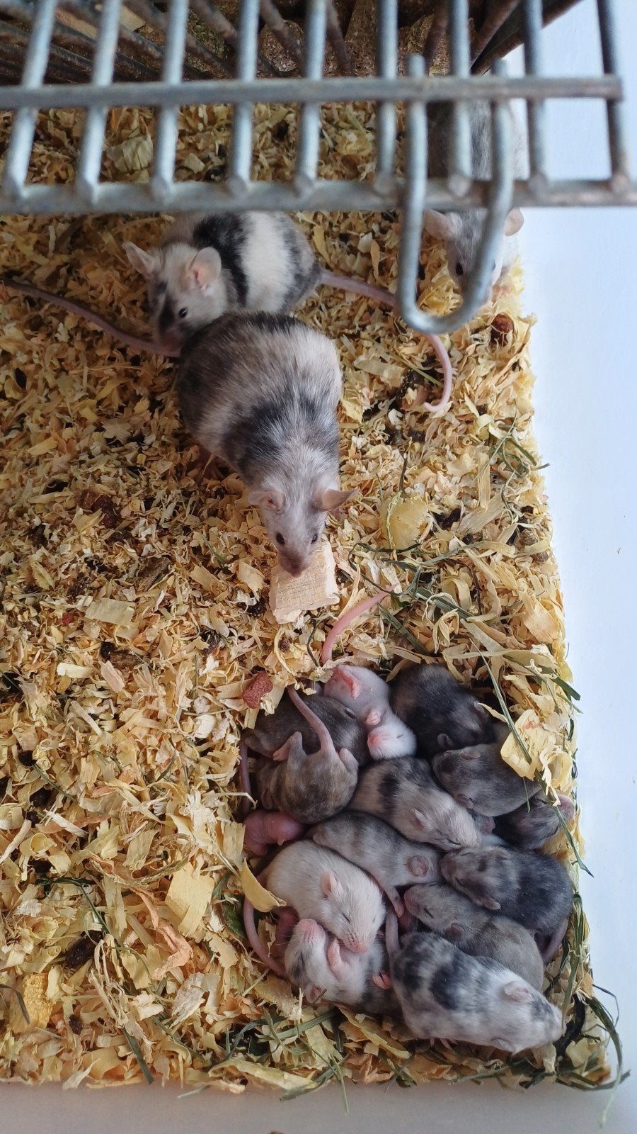 muizen, Dieren en Toebehoren, Slang, 0 tot 2 jaar