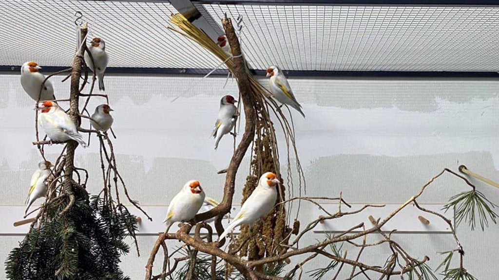 Gezocht!!!! Eumo pop, Dieren en Toebehoren, Vogels | Overige Vogels, Vrouwelijk, Wildzangvogel, Geringd