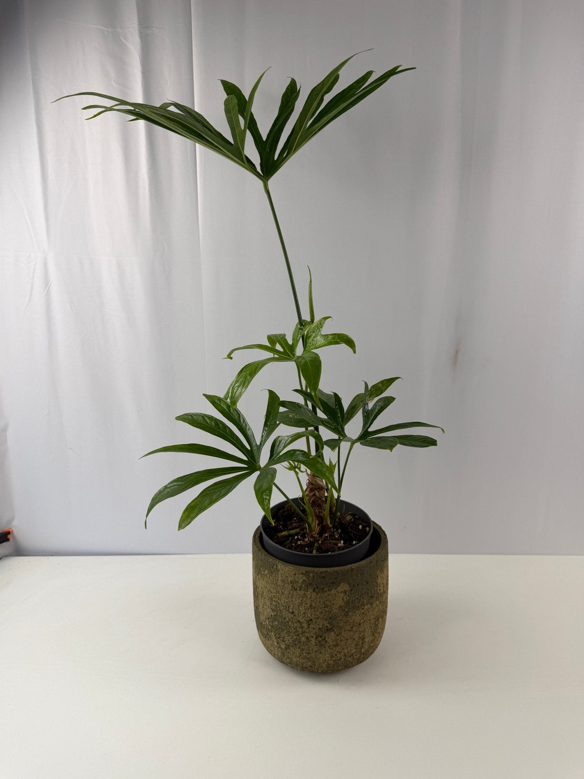 Anthurium pedatoradiatum fingers - Pot 14, Ophalen of Verzenden