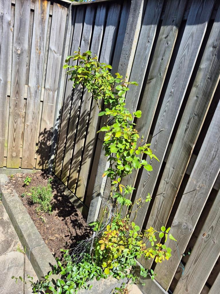 rozenstruik, Tuin en Terras, Planten | Tuinplanten, Ophalen, Overige soorten, Volle zon