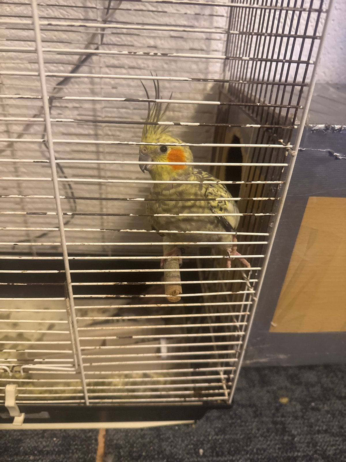 Sneek, Meerdere dieren, Parkiet