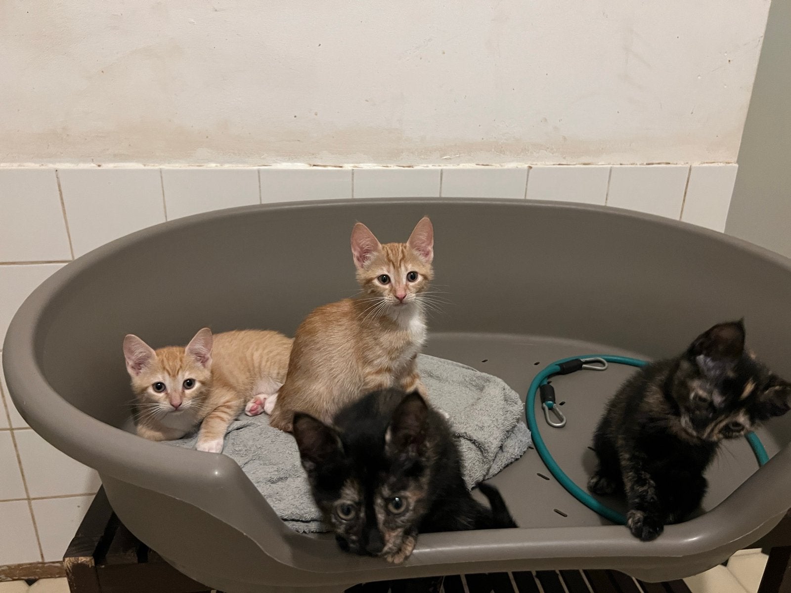 4 kitten poezen, Poes