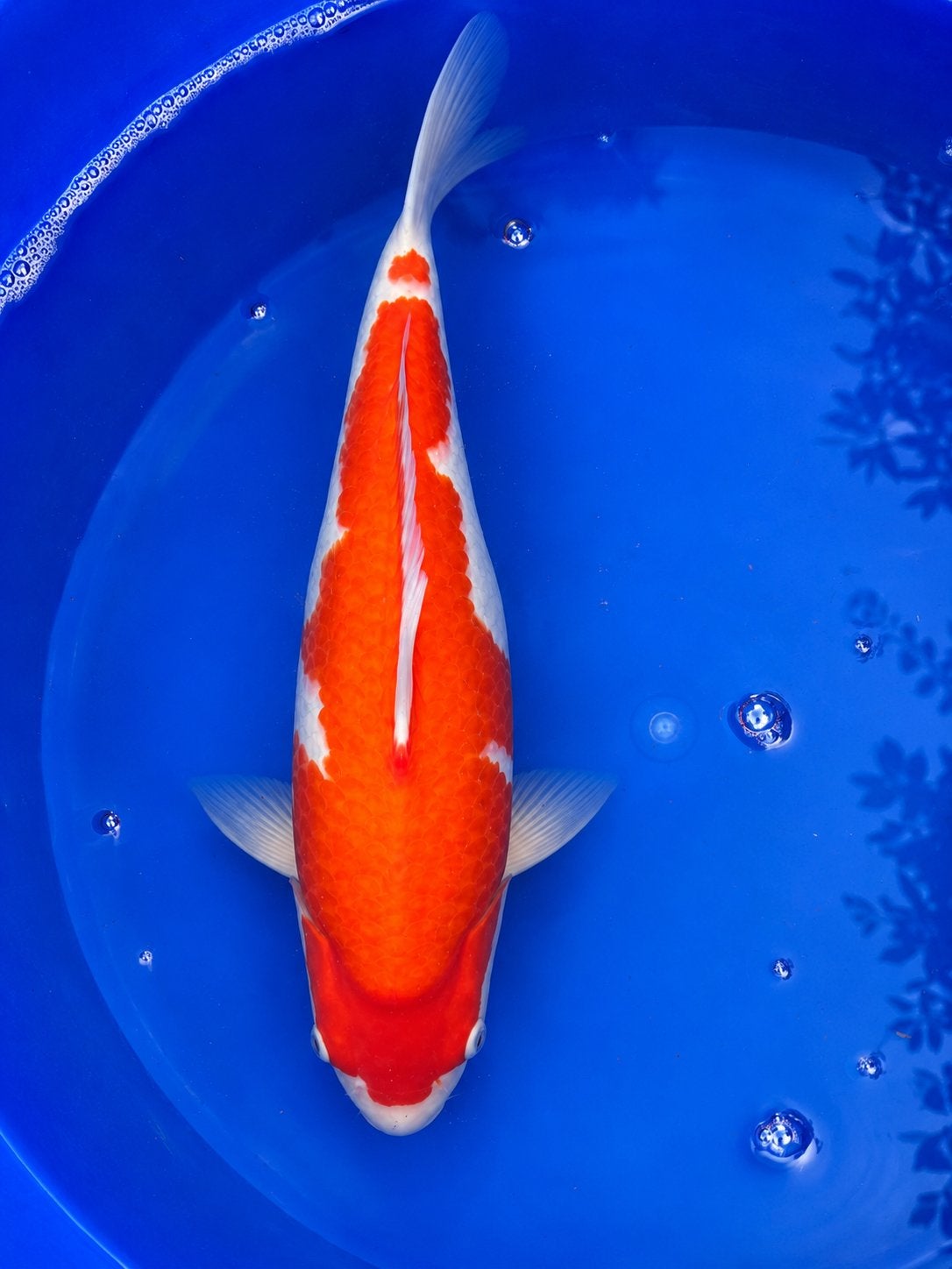 NND koi Kohaku – Nisai – 58 cm female, Karper of Koi